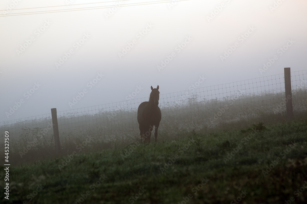 Polana z wypasającym się koniem spowita poranną mgłą i poranną rosą	
 - obrazy, fototapety, plakaty 