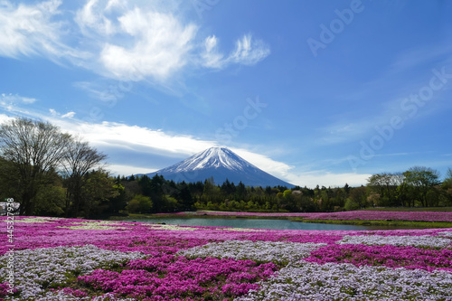 Photography Fuji Mountain with the field of pink moss