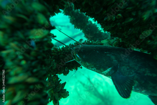 Large catfish in a sunken scaffold full of shells