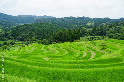 田植えが終わった棚田