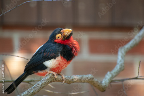 Beautiful shot of a bearded barbet (Lybius dubius) perched on the branch in a zoo photo