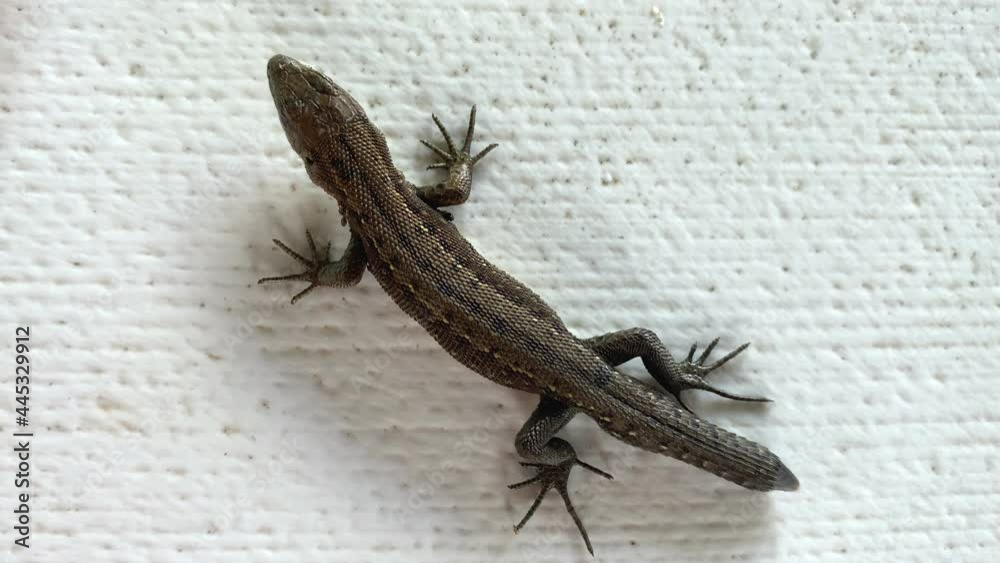 beautiful green lizard without tail is breathing in closeup. view from
