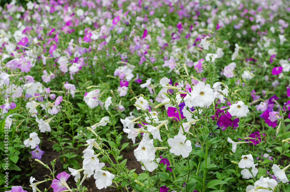 Multicolored petunia flowers in the front yard. White, pink, pur Multicolored petunia flowers in the front yard. White, pink, pur