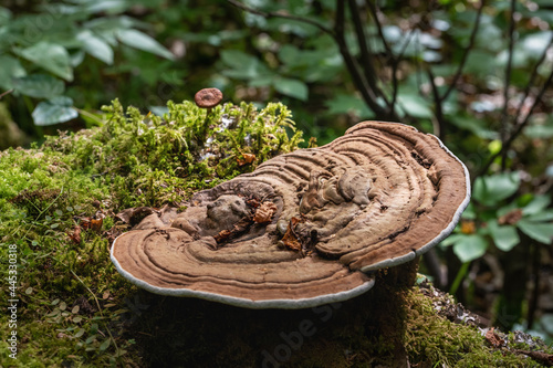 Small and large mushrooms on a mossy stump in the forest close-up. Selective soft focus.