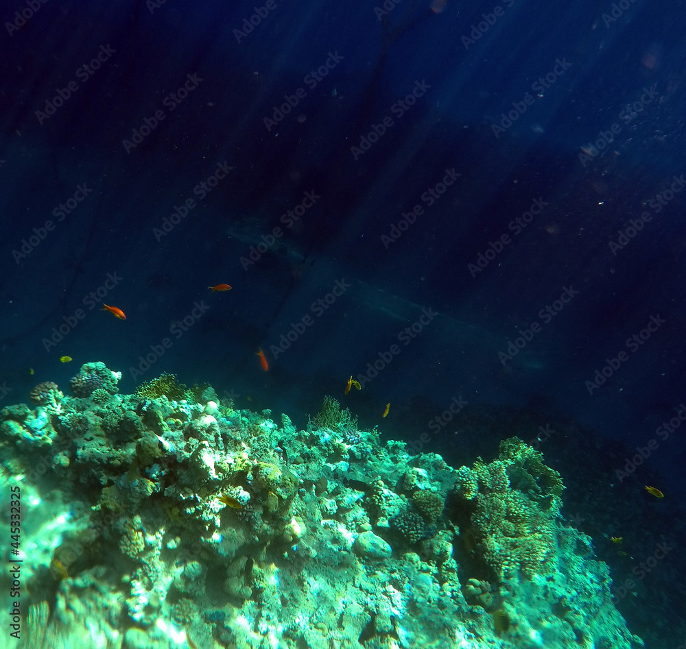 Fototapeta premium Stunning undersea coral reef view, Red Sea, Egypt, Sharm El Sheikh