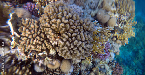 Stunning undersea coral reef view, Red Sea, Egypt, Sharm El Sheikh © Sergey Kamshylin