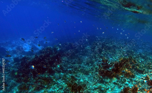 Fototapeta Naklejka Na Ścianę i Meble -  Stunning undersea coral reef view, Red Sea, Egypt, Sharm El Sheikh