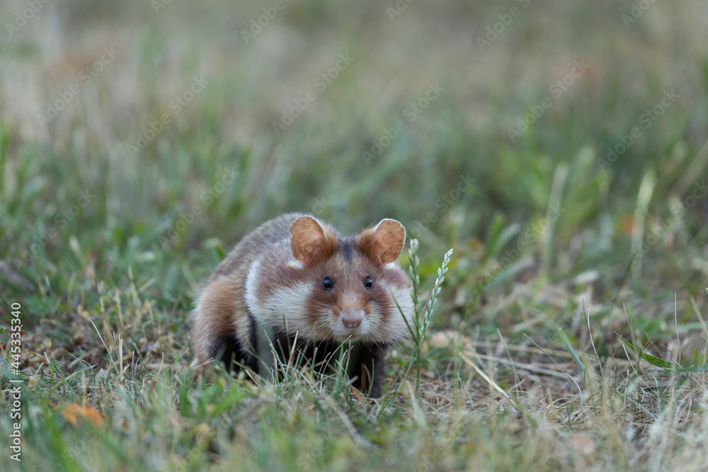 European hamster in the meadow. Hamster with full cheek. Wildlife in the Vienna cemetery. European hamster in the meadow. Hamster with full cheek. Wildlife in the Vienna cemetery.