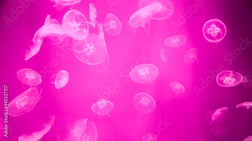 Colorful Moon Jellyfish underwater on dark pink background. light reflection on Jellyfish moving in water in the aquarium