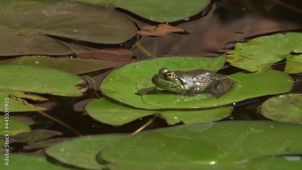 A green bullfrog sitting in the sunshine on a lily pad surrounded by round green leaves and water. Zoom in. A green bullfrog sitting in the sunshine on a lily pad surrounded by round green leaves and water. Zoom in.