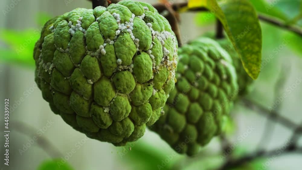 Close up on tropical custard apple fruit on tree branch infected by mealybugs Close up on tropical custard apple fruit on tree branch infected by mealybugs