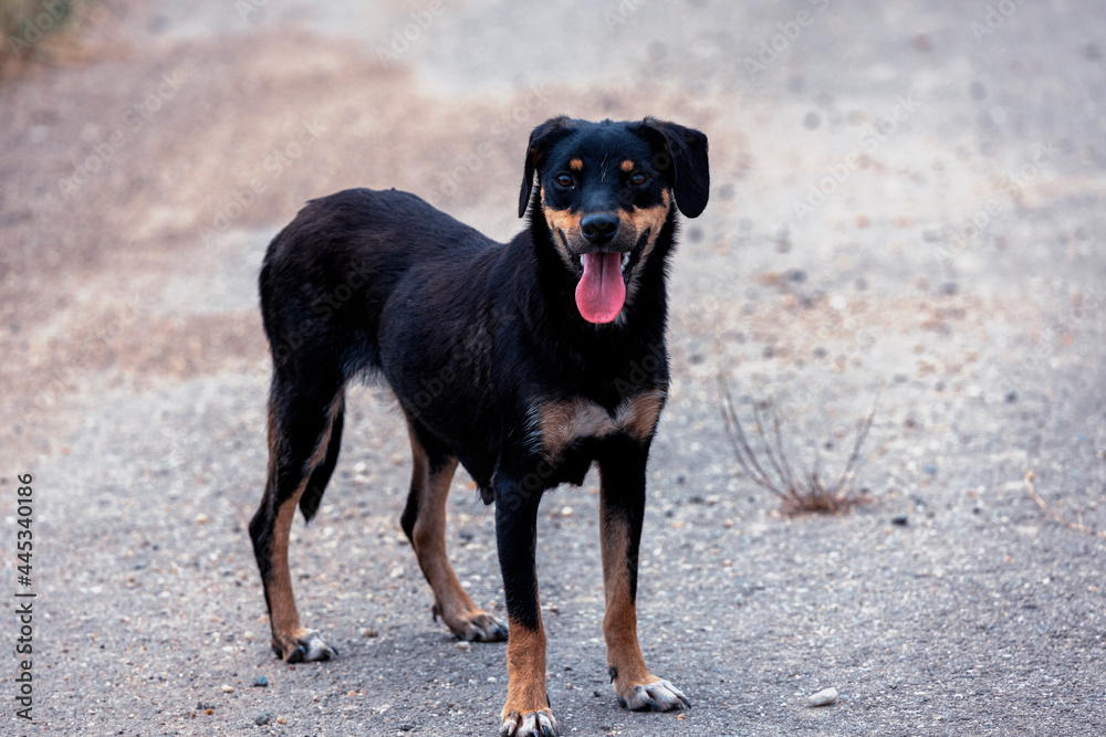 Abandoned dog on a hot summer day on a road