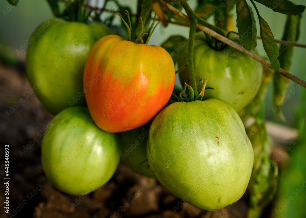 A ripe red tomato on a branch among green tomatoes