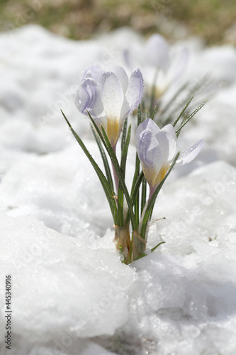 Spring flowers - white crocuses bloom in the park in April, a beautiful template for a web screensaver. Snow shiny cover melts near primroses, Easter card design. © Nadzeya Pakhomava