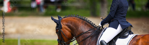 Dressage horse partial section with rider, photo of the top line of the neck with braided mane in color..