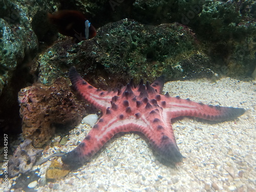 sea starfish in the sea