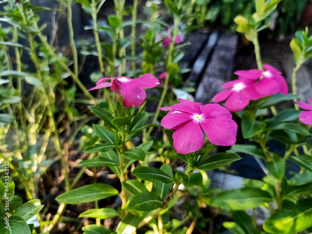 flower, nature, garden, pink, plant, purple, flowers, bloom, summer, blossom, spring, beauty, leaf, petal, flora, blooming, leaves, gardening, beautiful, macro, orchid, violet, color, closeup, clemati flower, nature, garden, pink, plant, purple, flowers, bloom, summer, blossom, spring, beauty, leaf, petal, flora, blooming, leaves, gardening, beautiful, macro, orchid, violet, color, closeup, clemati