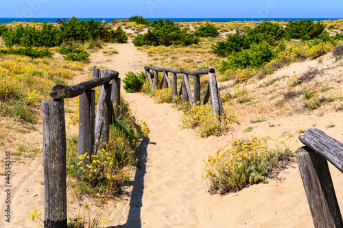Fototapeta Naklejka Na Ścianę i Meble -  selvaggio 01 - dune e mare sulla costa toscana del mar Tirreno