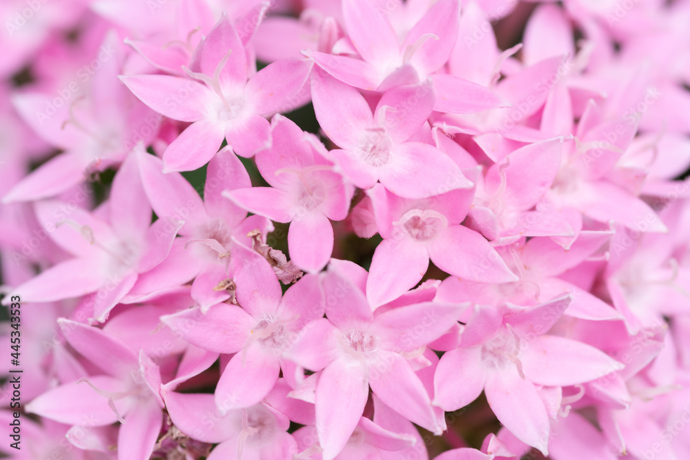 Fototapeta premium ピンクの花