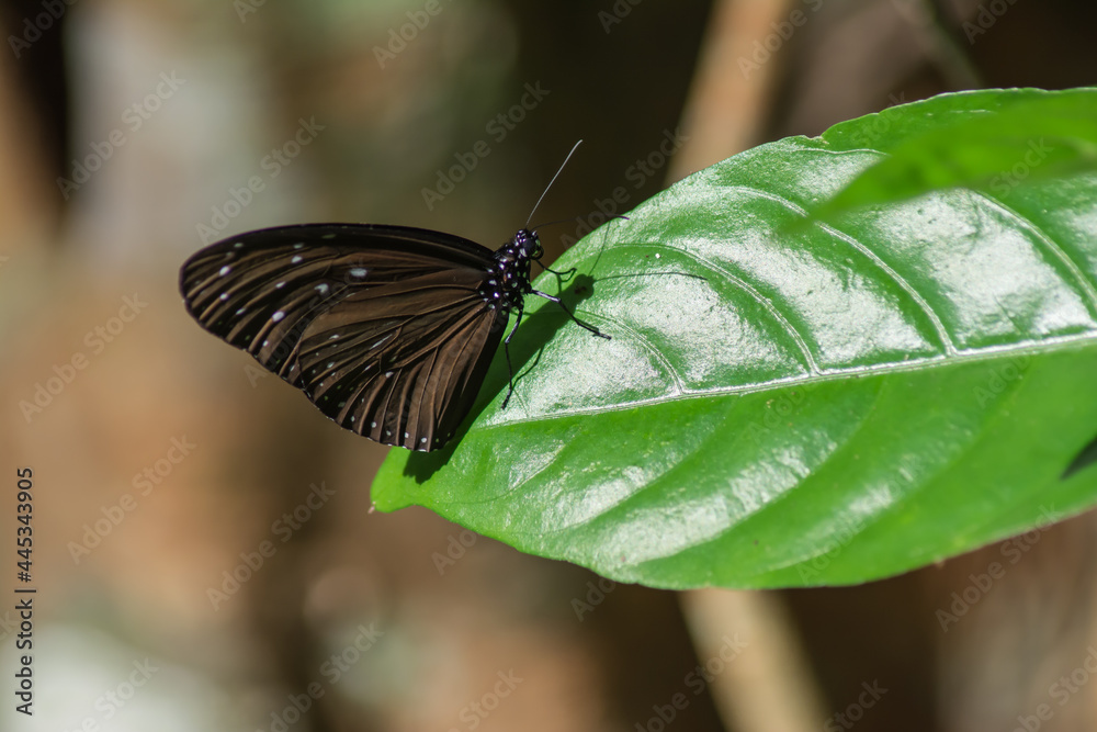 Fototapeta premium ที่พักพิง