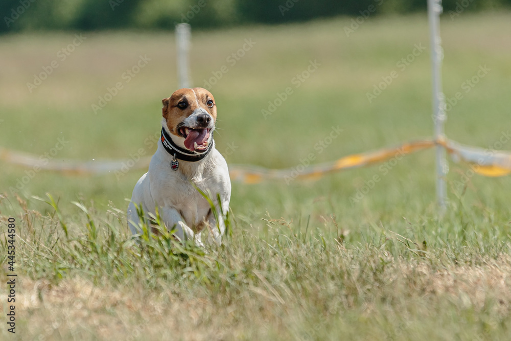 jack russell terrier running lure coursing competition on field