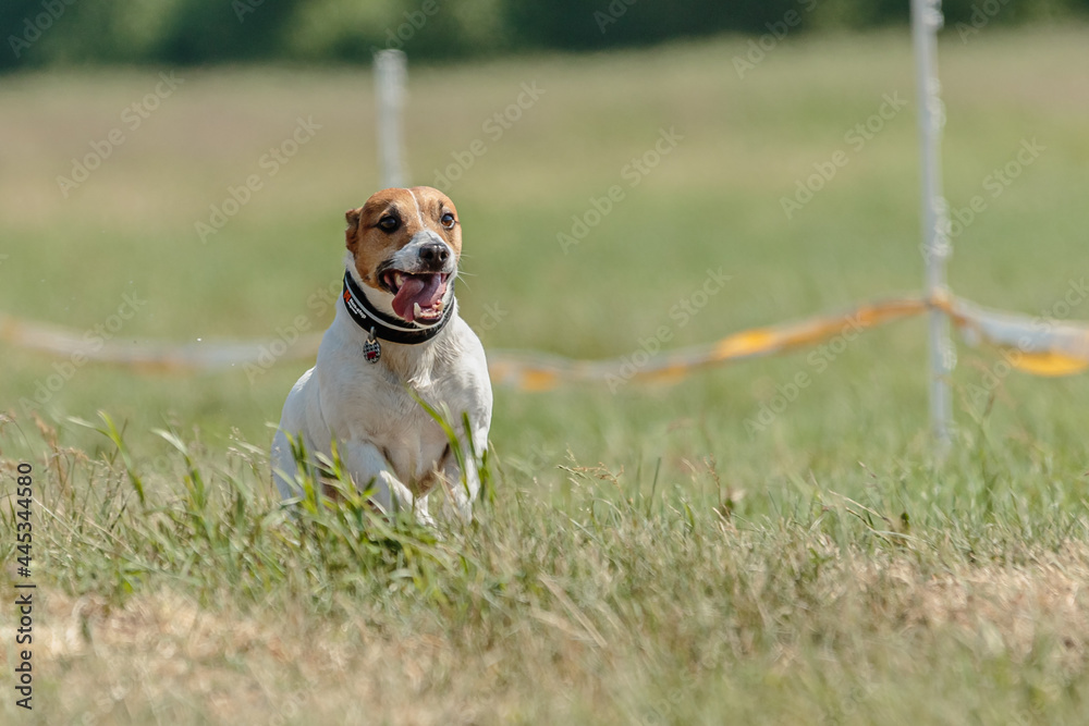 jack russell terrier running lure coursing competition on field jack russell terrier running lure coursing competition on field