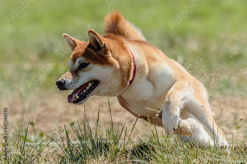 shiba inu running lure coursing competition on field