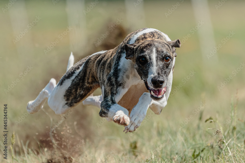 Whippet racing straight sprint on field