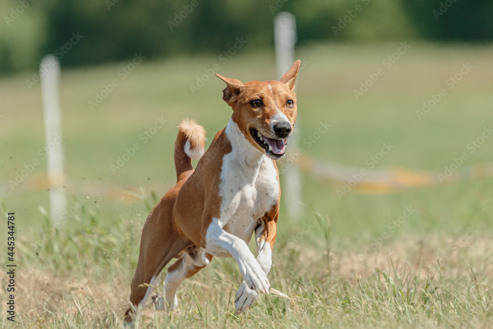 Basenji dog training coursing runs across the field Basenji dog training coursing runs across the field