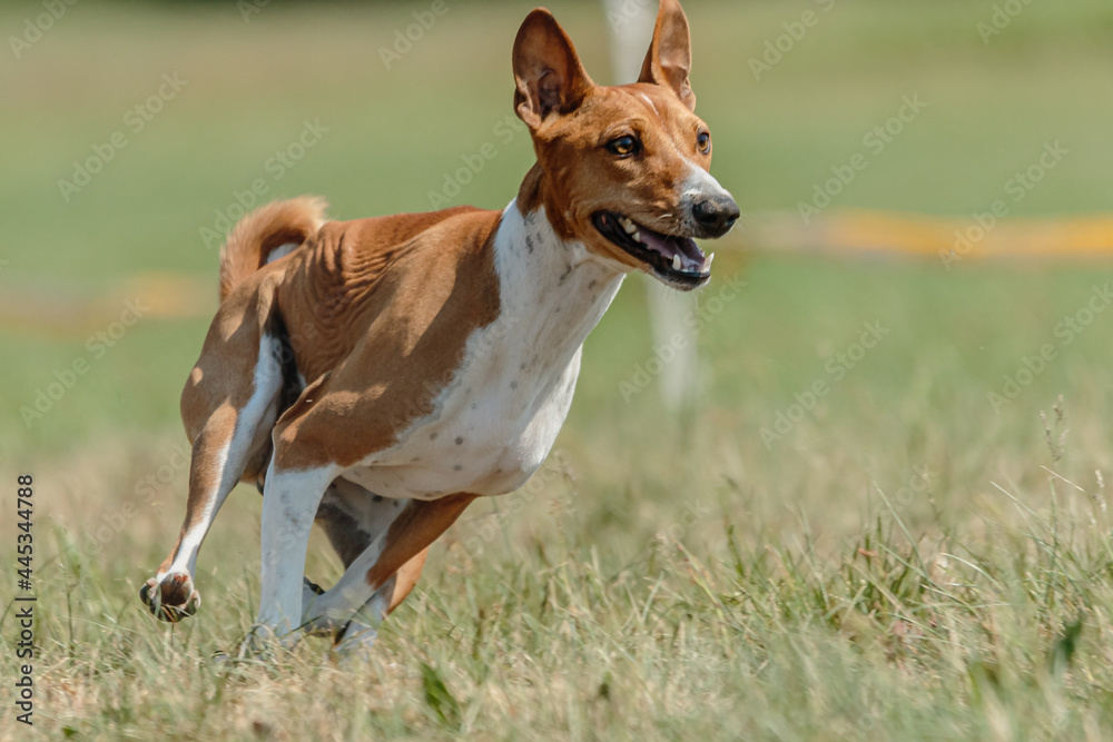 Basenji dog training coursing runs across the field Basenji dog training coursing runs across the field