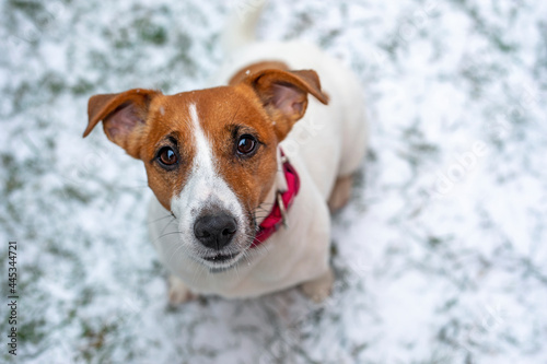 cute face of jack russell terrier sitting on the grass in the street, horizontal