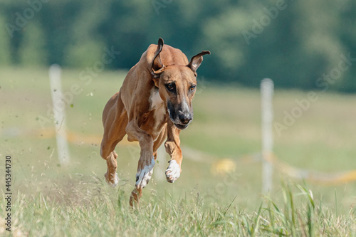 azawakh running lure coursing competition on field