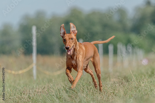 cirneco dell etna running full speed at lure coursing sport photo