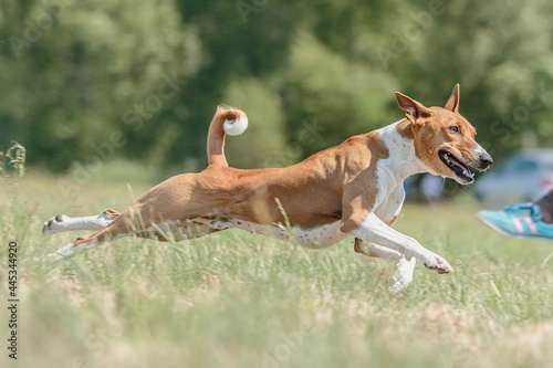 Basenji dog running in green field on lure coursing competition