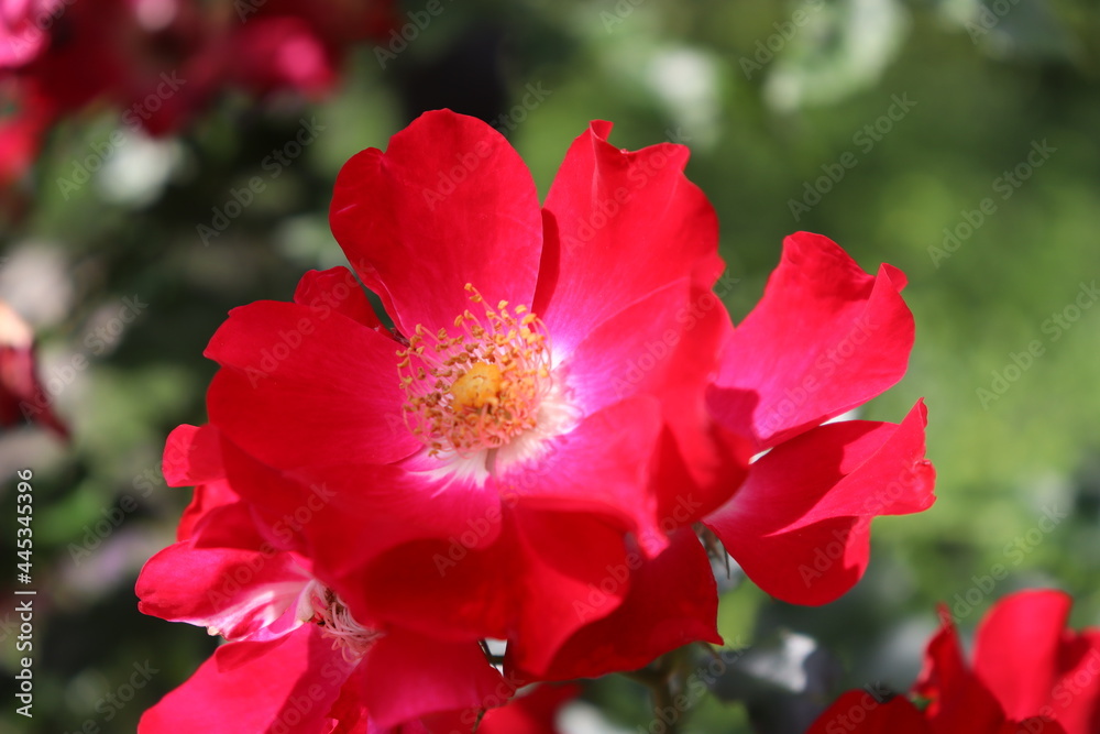 Obraz premium kraftvoll