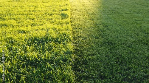 Grass cut with lawn mower. Half of the grass trimmed and half is still long. Fresh cut backyard in the sunlihgt. photo
