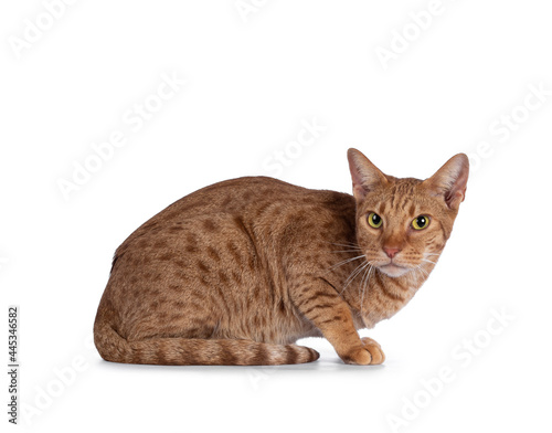 Handsome young adult Ocicat cat, laying down side ways. Looking towards camera. Isolated on a white background.
