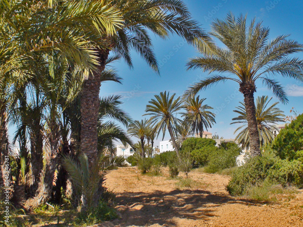 Obraz premium Palmeraie