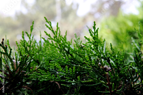 Green yew. Close-up. A hedge in the garden.