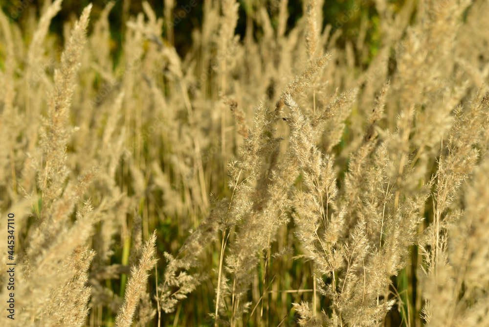 The onset of autumn dyed the field grass, its stem and inflorescence yellow. The onset of autumn dyed the field grass, its stem and inflorescence yellow.