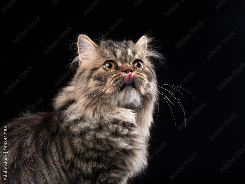 Scottish tabby cat on black background. Pet Portrait in the studio. stuck out his tongue