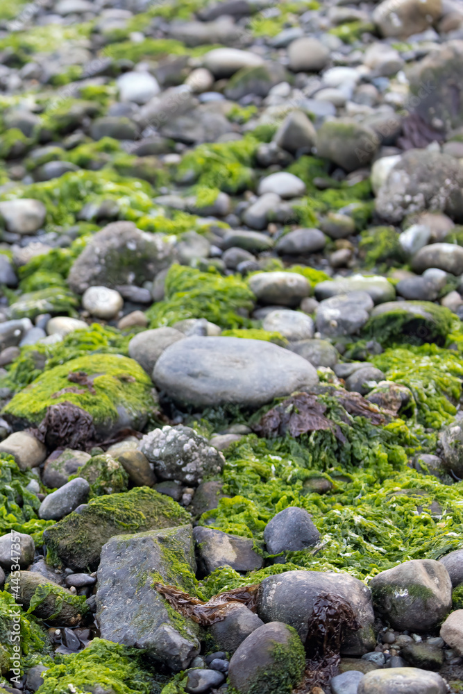 moss and algea growing in stones along the puget sound moss and algea growing in stones along the puget sound