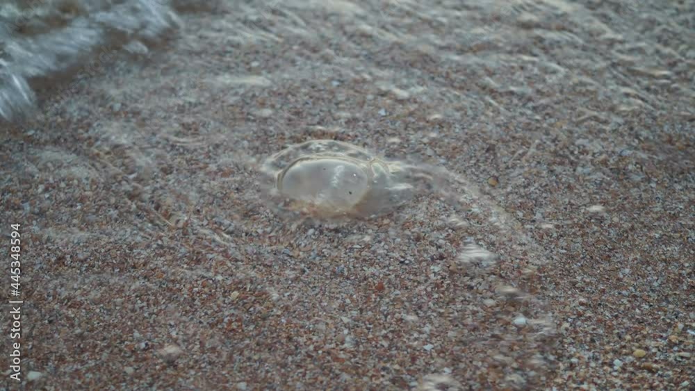 jellyfish was washed ashore by a wave jellyfish was washed ashore by a wave