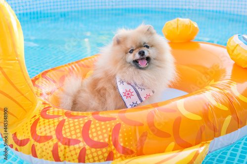 Beautiful cute fluffy pomeranian dog relaxing and floating in a floating inflatable device in the swimming pool. Enjoy the summer.