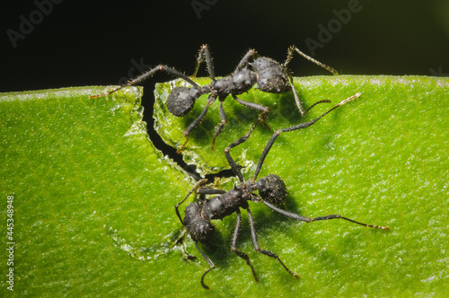 Closeup shot of Acromyrmex crassispinus ants perched on a leaf photo