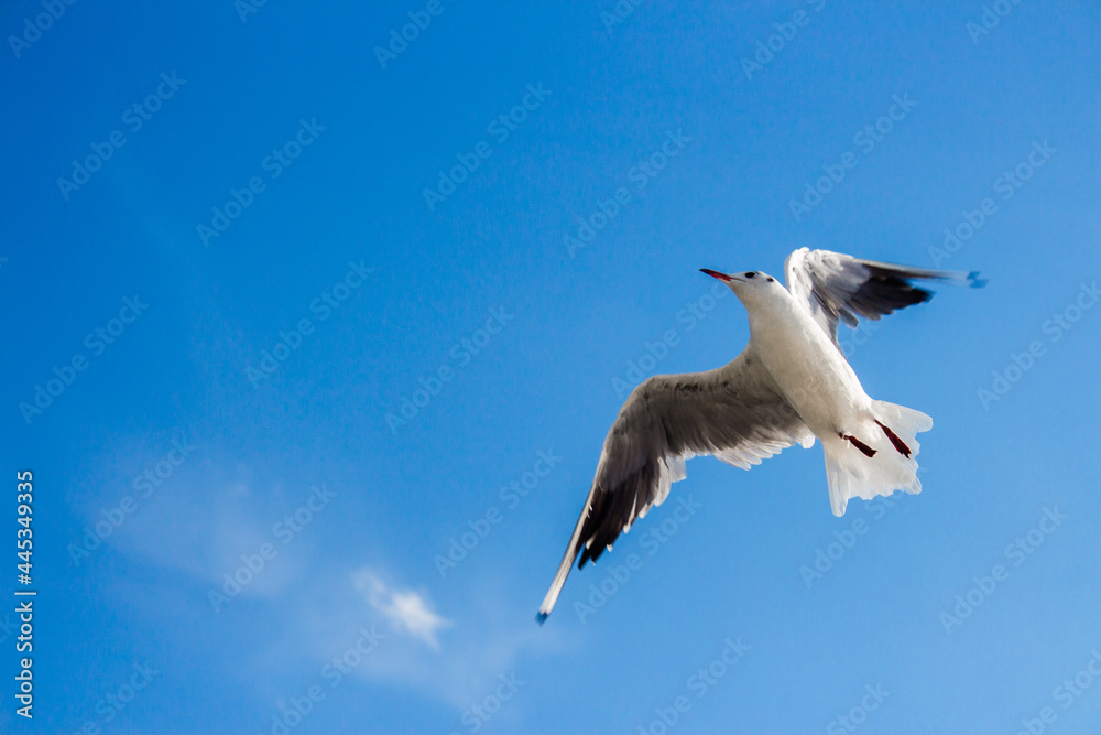 Obraz premium seagull in flight