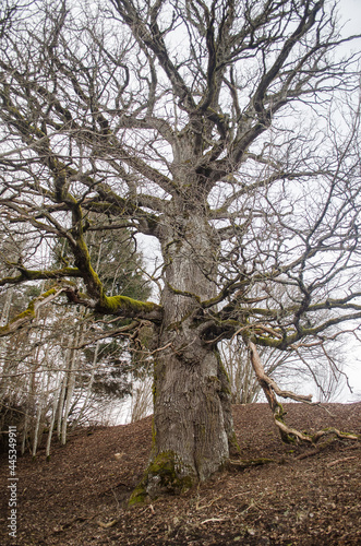 Mighty old oak tree in Latvia.