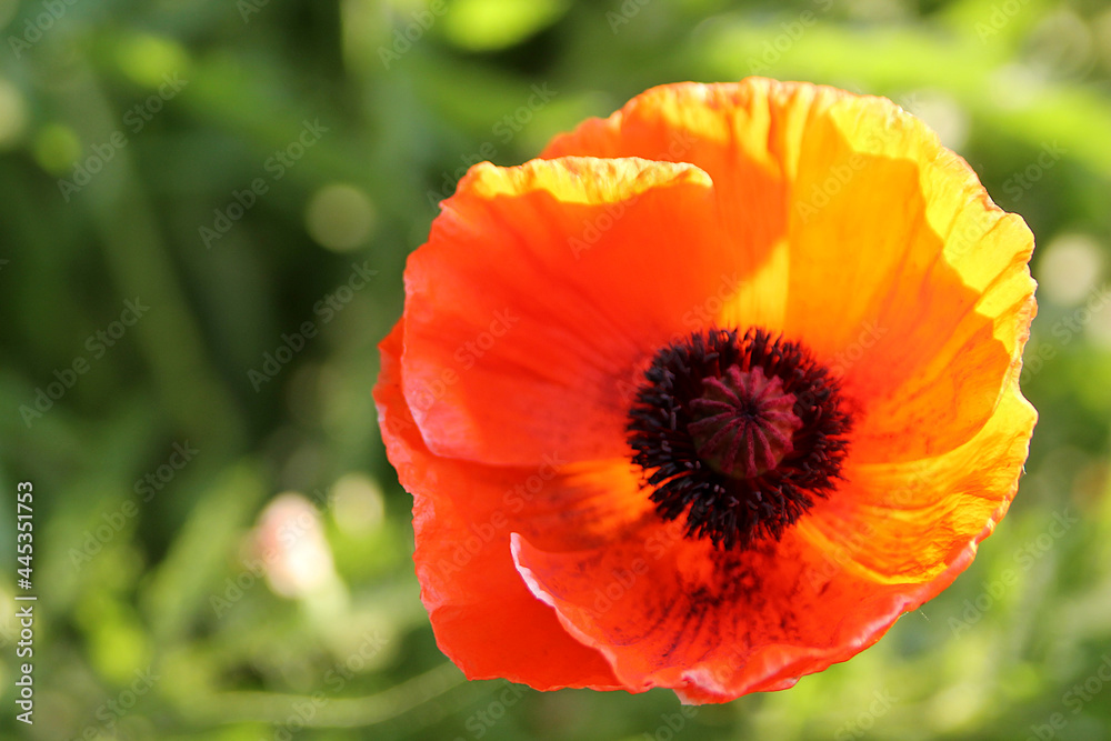 Red poppy flower. Macro shot of a red poppy bud on a green background. Red poppy flower. Macro shot of a red poppy bud on a green background.