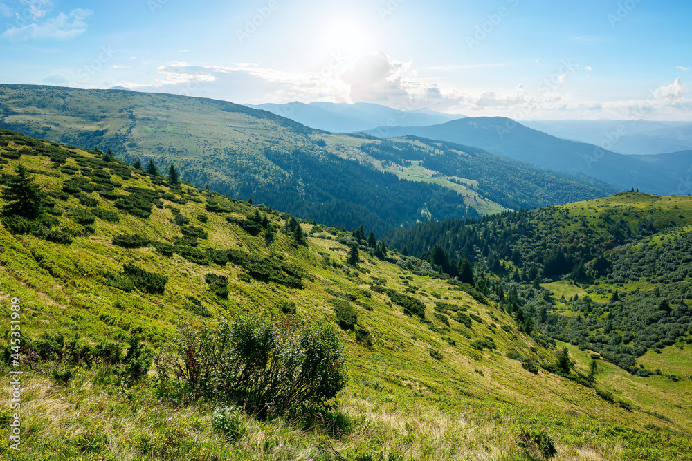 Naklejka premium carpathian mountain landscape on a bright forenoon. beatiful scenery with green rolling hills beneath a fluffy clouds on a blue sky in summer. popular travel destination of chornohora ridge