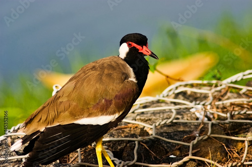 Selective focus shot of a red-wattled lapwing bird standing on a fence photo